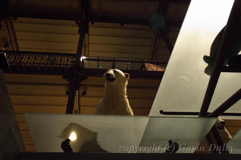 Polar Bear, Museum of Natural History IMGP1150.jpg